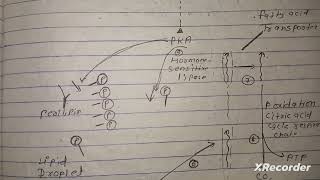 Functional importance of Lipid Storage And Membrane Lipids  full notes in hindi msc [upl. by Hannahs]