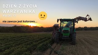 Wykopki marchwi  Ile udało się zebrać Vlog 13 [upl. by Trixy]