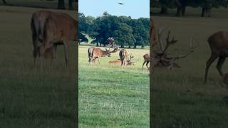 OMG How many Red Deers Amazing red deers with big horns Cute Red deer with horn eatingwalking [upl. by Kezer]