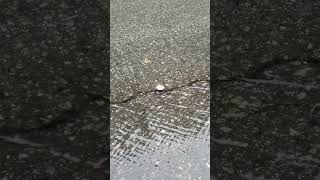 Floating A Bottle Cap Down Rain Stream In The Middle Of Road [upl. by Atteyek]