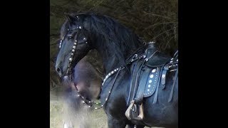 FRIESIAN HORSE  A Documentary about the Amazing Friesian Horse [upl. by Jeannette877]