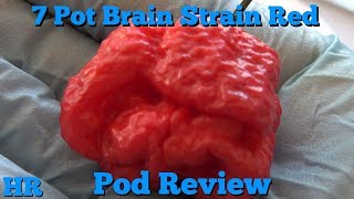 ⟹ 7 Pot Brain Strain Pepper  Capsicum chinense  Pod review [upl. by Donela955]