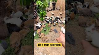 Vamu pegar na treita 😲 coelho petrabbit animals filhot pet [upl. by Suivatna]