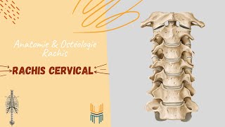 Anatomie amp ostéologie du Rachis Cervical  Anatomy amp Osteology of the Cervical Spine [upl. by Atiekal486]