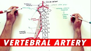 Anatomy Tutorial  The Vertebral Artery [upl. by Nnailuj991]