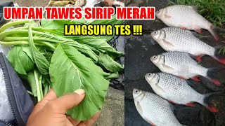 LANGSUNG TES  umpan ikan tawes paling jitu  sangat cocok di segala kondisi air sungai [upl. by Arahsat980]