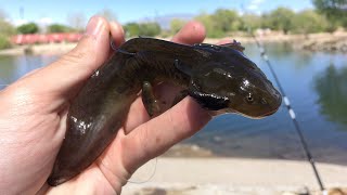 How to Fish Using Live Water Dog Salamanders [upl. by Thin421]