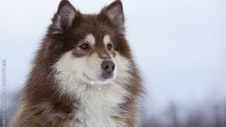 Lapinkoira  Finnish Lapphund [upl. by Enomor]