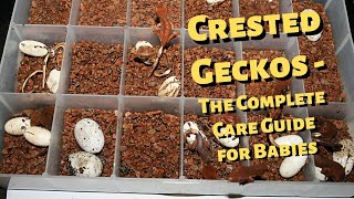 Crested Geckos The Complete Care Guide for Babies [upl. by Essilem651]