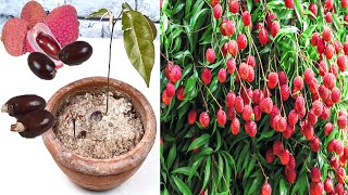 How to Grow Lychee Plant From Seeds  how to grow lychee from seed [upl. by Berkshire]