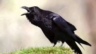 The Raven Himself is Hoarse Analysis  Macbeth Act 1 Scene 5 [upl. by Ainadi]