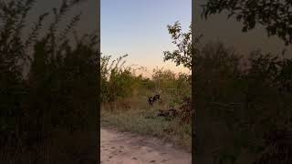 Impala ram narrowly escapes the attentions of a leopard and a pack of wild dogs wildlife safari [upl. by Badr]