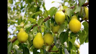 Im HR Obstbaum düngen im Herbst MIT Rabattaktion [upl. by Ahsitnauq222]