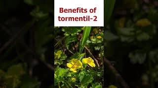 टॉरमेंटिल के लाभ 2ashamindfulliving plants ayurveda farming ayurvedicherbs [upl. by Ward868]