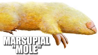 Marsupial Mole Facts NOT Really a quotMolequot 🐭 Animal Fact Files [upl. by Abad167]