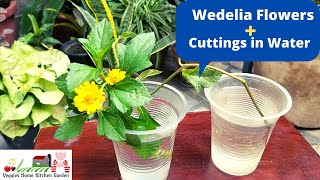 Wedelia Trilobata Flowers Plants cuttings result in water at Asim Courtyard Garden [upl. by Idelle]