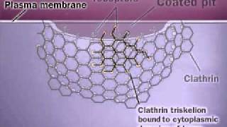 Clathrin  Membrane Protein [upl. by Buzzell]