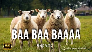 🐑 Sheep and Lambs Baaing Sounds  🕙 10 Hours  4K UHD  For Sleep Relax  Dog TV  Bonus Facts [upl. by Fowle]