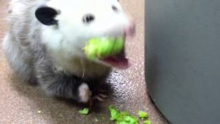 Opossum eating broccoli [upl. by Gayle]