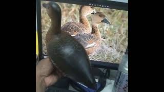 Hunting decoy whistling duck [upl. by Huxham]