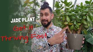 Jade Plant Care Guide  Grow Crassula Ovata Fast [upl. by Ahtibat]