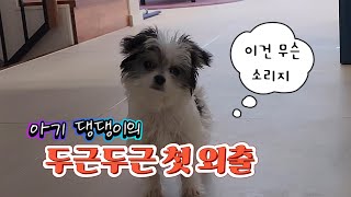 아기 말티츄의 두근두근 첫외출 ep4 [upl. by Asselem]