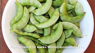 Growing Hyacinth chikkudu beans organically [upl. by Arrahs245]