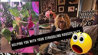 HELPING YOU WITH YOUR STRUGGLING HOUSEPLANTS strugglinghouseplants dyingplants [upl. by Gherardi]