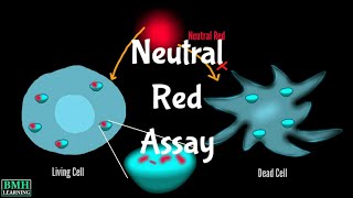 Neutral Red Assay  NRU Assay  Neutral Red Uptake Cytotoxicity Test [upl. by Abbub]