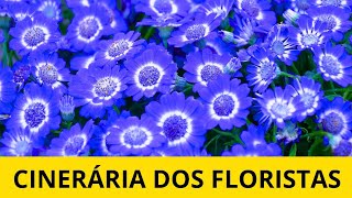 Cinerária dos floristas a planta perfeita para deixar sua casa ainda mais acolhedora [upl. by Chelsae]