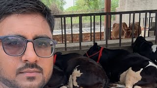 Ajay Chopra Dairy Farm RAHON Punjab is live [upl. by Stover498]