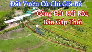 Gồng Hết Nổi Bán Gấp Đất Vườn 637m2 Giá Rẻ Tại Nhuận Đức Huyện Củ Chi [upl. by Gilroy]