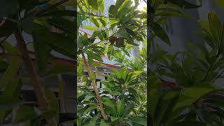 IS THIS A SAPODILLA TREE  shortshorts shortvideo shorts short sapodilla sapodillatree sawo [upl. by Perceval]