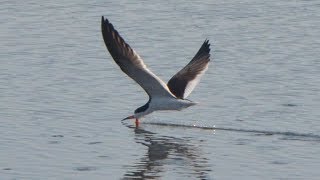 Black skimmer bird catching fish over water surface [upl. by Ile388]