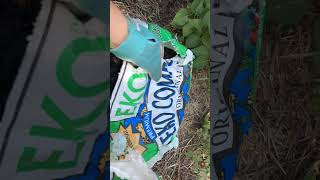 Planting Hyssop in Colorado gardening [upl. by Morly]