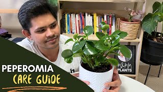 Peperomia Plant Complete Care Guide  Easiest Tips To Follow [upl. by Nortal]