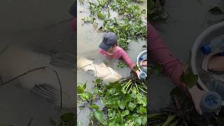 Amazing Fish Trapping Skills For Giant Fish [upl. by Yona391]