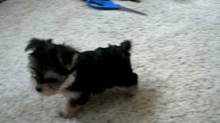 TINY TEACUP MORKIES video 9 [upl. by Gerick]