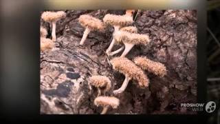 Lentinus crinitus  fungi kingdom [upl. by Ophelia]