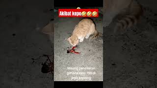 Akibat penasarannya terhadap dogy akibatnya mengalami yang sama 🤣🤣 hewanbergerak viralvideo [upl. by Nyleuqaj881]