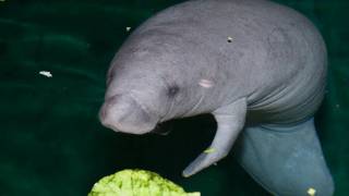 Columbus Zoo Says HelloGoodbye to Manatees [upl. by Repard]