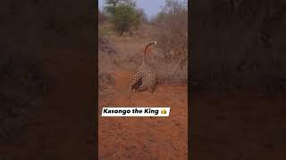 Kasongo the king this time pray for him pleasesubscribe [upl. by Wilhelm]