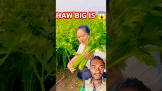 Coriander plant ☘️  how to Grow Coriander Plant 🌵  youtubeshorts trendingshorts shorts plants [upl. by Ahseiat]