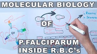 Molecular Biology of PFalciparum Inside Erythrocytes [upl. by Akived]