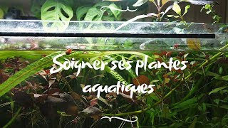 Débutant comment mettre en place un aquarium planté [upl. by Airdnola]