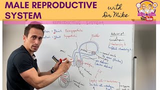 Male Reproductive System [upl. by Forelli]