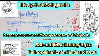 Selaginella Life cycleMicrosporangiumMegasporangiumPteridophytes [upl. by Trebo]