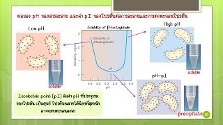 Biochem Lab I Physicochemical properties of proteins [upl. by Ellie]