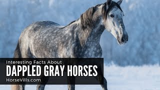 Interesting Facts About Dappled Gray Horses [upl. by Aldwin243]