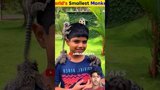 Mini monkey ka facts 🤔  interestingfacts amazing amazon [upl. by Damaris]